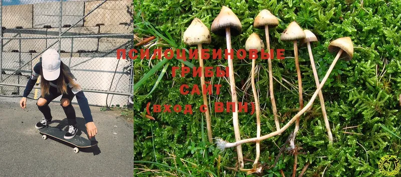 Галлюциногенные грибы Psilocybine cubensis  Бакал 